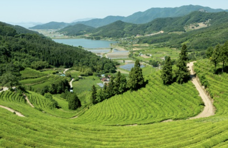 Boseong Green Tea Festival Korea
