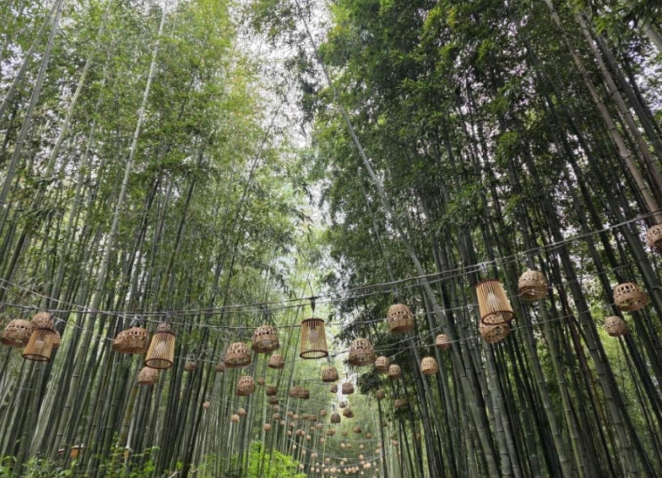 Damyang Bamboo Festival Korea